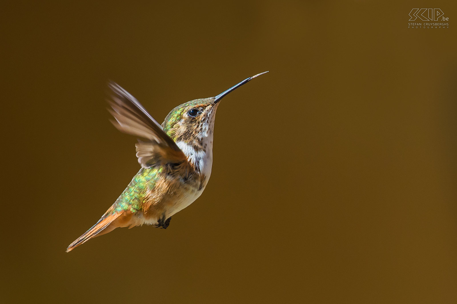 San Gerardo de Dota - Fonkelende kolibrie De fonkelende kolibrie (scintillant hummingbird, selasphorus Scintilla) is een van de kleinste kolibries (6-8cm) die alleen voorkomt in de bergen van Costa Rica. Kolibries hebben een zeer hoog metabolisme en ze drinken nectar uit verschillende kleine bloemen. Ze zweven in de lucht en kunnen hun vleugels ontzettend snel bewegen, meestal rond de 50 keer per seconde, maar soms tot wel 200 keer per seconde. Ze hebben lange en smalle snavels  en drinken met hun tong.<br />
<br />
 Stefan Cruysberghs